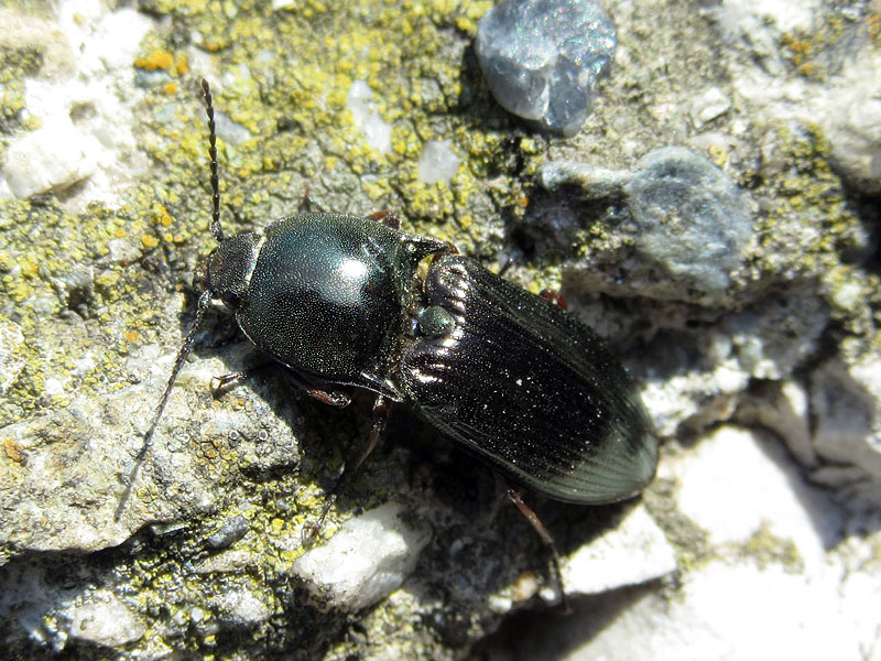 Elateridae: Selatosomus aeneus